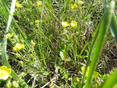 Potentilla humifusa