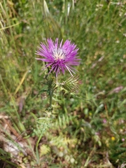 Galactites tomentosus