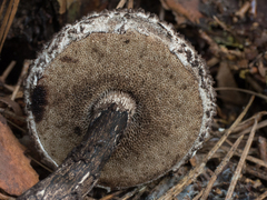 Strobilomyces confusus