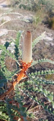 Banksia speciosa