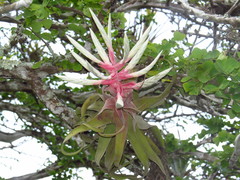 Tillandsia streptophylla
