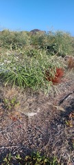 Banksia speciosa