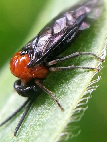 Eutomostethus ephippium nuotrauka