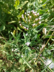 Centranthus calcitrapae