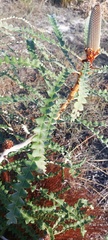 Banksia speciosa