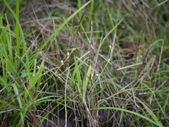 Chlorophytum laxum