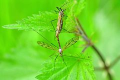 Tipula varipennis