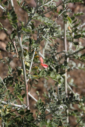 Indigofera heterotricha image