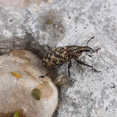 Cyphocleonus dealbatus