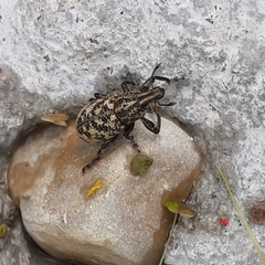 Cyphocleonus dealbatus