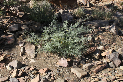 Indigofera heterotricha subsp. pechuelii image