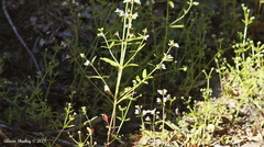 Collinsia childii