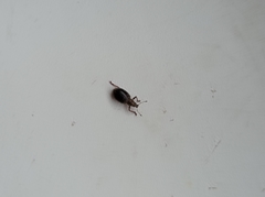 Sciaphobus squalidus