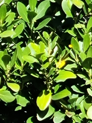 Pterocelastrus tricuspidatus