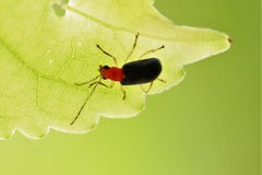 Trichobalya bowringii