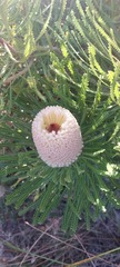 Banksia victoriae
