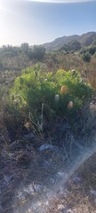 Banksia victoriae