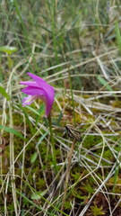Arethusa bulbosa