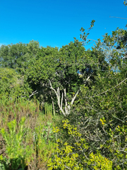 Pterocelastrus tricuspidatus