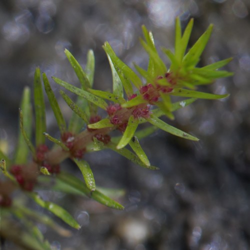Rotala mexicana iNat (2)