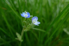 Veronica persica