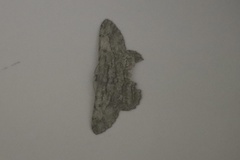 Hypomecis transcissa