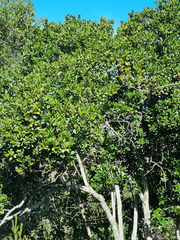 Pterocelastrus tricuspidatus