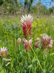 Trifolium incarnatum molinerii