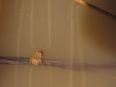 Pleurodema cinereum