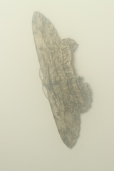 Hypomecis transcissa