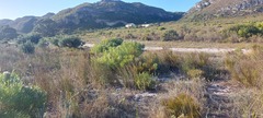 Banksia victoriae
