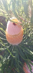 Banksia victoriae