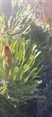 Banksia victoriae