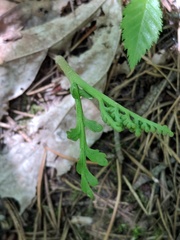 Botrychium acuminatum