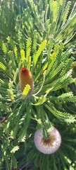 Banksia victoriae