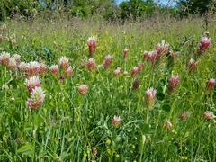 Trifolium incarnatum molinerii