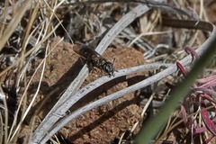 Protosmia rubifloris