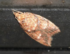 Lophopepla igniferella