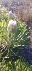 Banksia victoriae