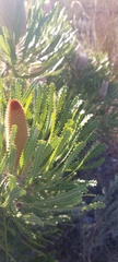 Banksia victoriae