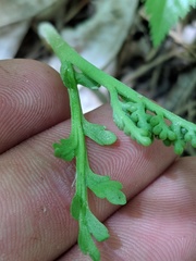 Botrychium acuminatum