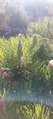 Banksia victoriae