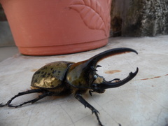 Dynastes hyllus