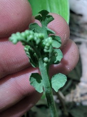 Botrychium spathulatum