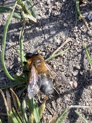 Andrena nigroaenea