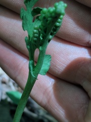 Botrychium spathulatum