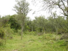 Geoffroea decorticans