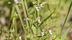 Collinsia childii