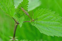 Tipula varipennis