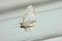Lomographa vestaliata